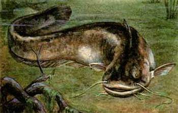 Рыба – сом обыкновенный (Silurus glanis)